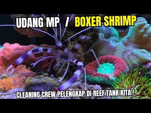 BIOTA PELENGKAP DI MIX REEF TANK , UDANG MP / BOXER SHRIMP | Nano Reef Tank | Aquarium Air Laut