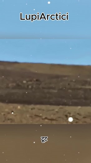 Evadarea iepurelui arctic din fata lupilor,cursa mortala,poveste emotionanta.#movie #fyp #drama #viral #foryoupage❤️❤️