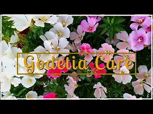 GODETIA CARE | How To Get MAXIMUM FLOWERS In Godetia Plant | BEST Winter Flowering Plant