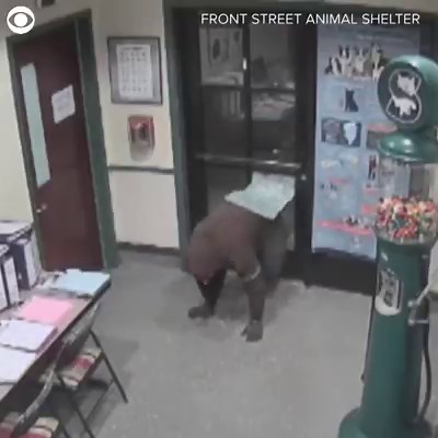 27K views · 128 reactions | Police in California are looking for a “gumball bandit”. This robber took a gumball machine from the Front Street Animal Shelter in Sacramento, but he quickly learned that it wouldn’t be an easy heist! | NewsChannel 5 Nashville | Facebook