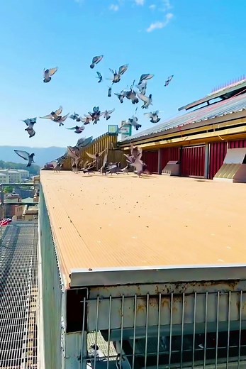 Effective Trap Training Techniques for Racing Pigeons