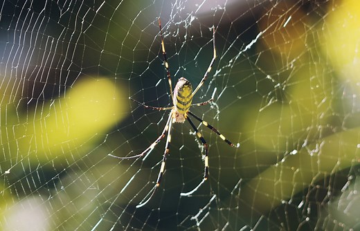 These Badass Spiders Weave Such Sturdy Webs That Even Birds Can Sit on Them
