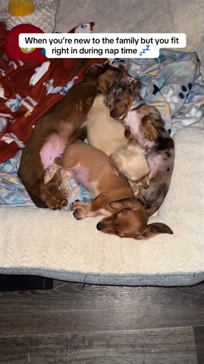 Dachshund Family Snuggle Pile During Nap Time