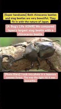 [A Bug's Life ASMR] We compared Japan's largest stag beetle with a rhinoceros beetle.#insects