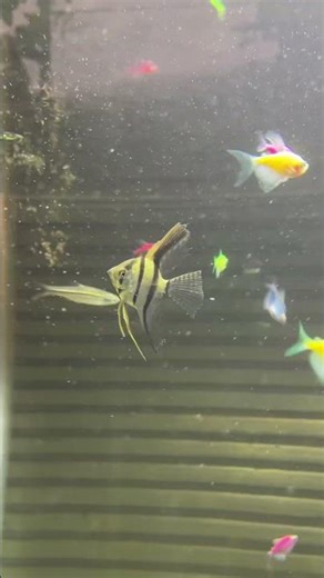 autumn angelfish glofish