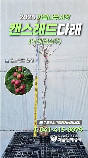 2025가을나무시장 #다래나무 #다래묘목 #왕다래 #용성2호 #일세다래 #캔스레드 #슈퍼점보 #결실주