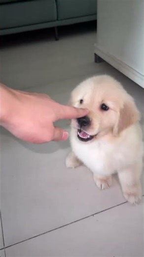 Playing With Puppy's Nose Boop