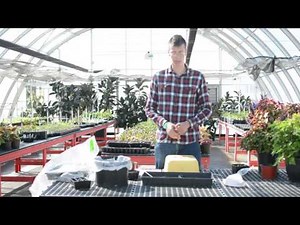 Tomato Grafting with the Extension Master Gardener Program