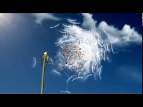 seed dispersal by wind dandelion