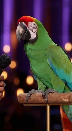 🎬 Émission 10 — Paco le Perroquet sans filtre !