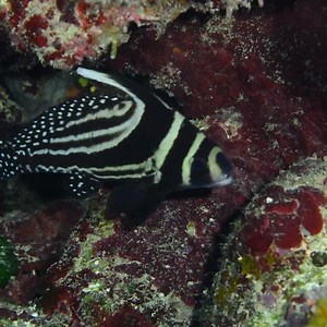 #FunFactFriday Have you ever spotted 👀 a spotted drum fish? In Belize, the spotted drum fish can be found on coral reefs. It’s a small fish, between 6 to 9 inches, but its unique spot patterns give it a striking appearance. The spotted drum fish is a nocturnal species, so it’s mostly active at night. It searches the sand for its prey, which includes crustaceans, polychaetes (marine worms), and other small fish. . . . #toloveandprotectbelize #spotteddrumfish #Belize | Oceana Belize