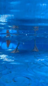 56K views · 3.4K reactions | First time trying this and I was scared for my phone. We will try some treats in the water next time #geese #tryingnewthings | Fairy Goosemother | Facebook