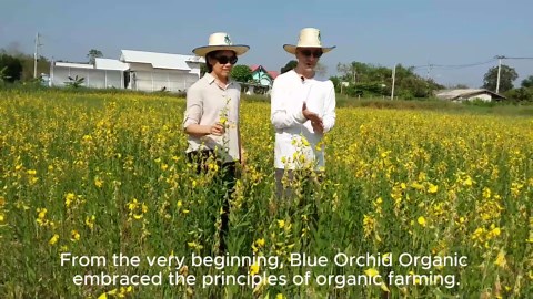 Organic Sun Dried Bananas Value Pack - Dried Fruit Individual Packs - Soft and Chewy - No Sugar Added - No Preservatives - Unsulfured Natural Snacks - 21 OZ