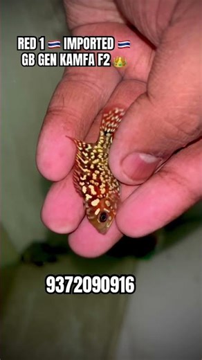 RED 1 🇹🇭 IMPORTED 🇹🇭 GB GEN KAMFA F2 👑