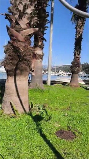 MLA Antenna - TA4NYD