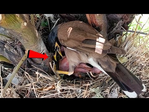 Common Myna bird beautiful babies