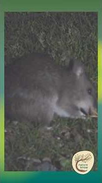 Meet Australia’s Backyard Digger: The Long-nosed Bandicoot 🌿🐾 - Yuin Country