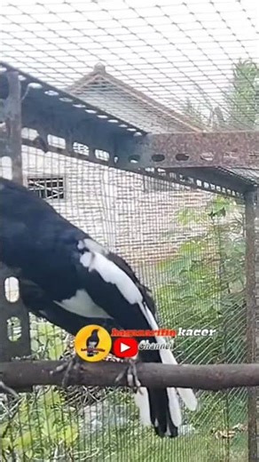 kacer ngobra buka ekor#kacergacor #shortvideo