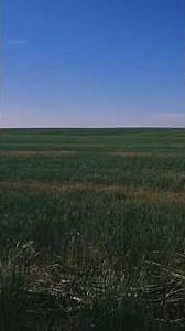 Just A Random Wheat Field To Fix Your Algorithm.