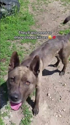 Adoptable dog Freya | BC SPCA