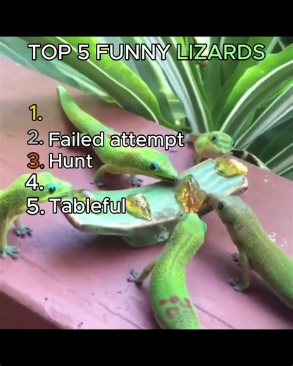 TOP 5 COOLEST LIZARDS #shorts #lizard #funny #cute #animals