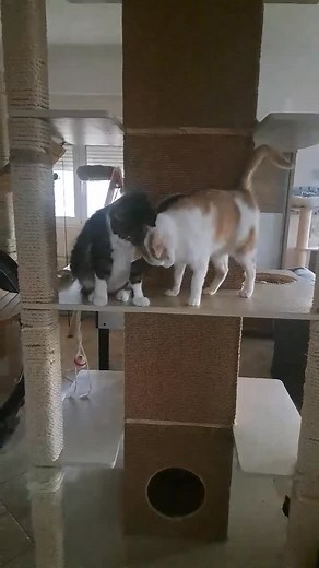 TWO BONDED BUDS 💙 These two male best buds arrived at different times, but you’d think they grew up together they’re completely bonded. Petey, one of our longest residents, may need a little time to warm up, while Maverick is more naturally affectionate. Together, they’ll give you just as much love as they give each other. If you’re looking to add a sweet, balanced duo to your home, Petey and Maverick are ready. ❤️🏡 🫶Help support our mission : PayPal: donations@letsbesmart.org Bank transfer:h