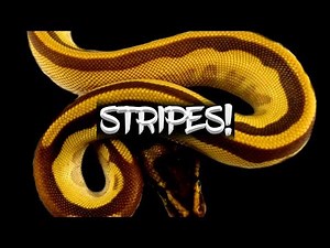 How to make a Ball Python with Stripes!