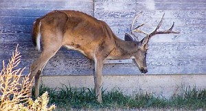 Pathologist Recommends Testing All Deer for CWD Before Consuming Them