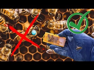 How To Requeen A Beehive Without Removing Queen Cells