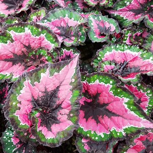 Paso Doble Begonia Seeds, Red and White Bi-color Blooms - Etsy