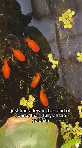 My goldfish are frozen again, what happened?