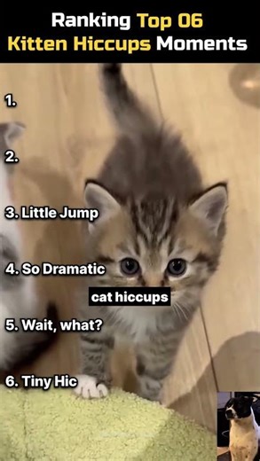 Cutest Kitten Hiccups You’ll Ever See! 😻 Top 6 Ranking #kittens #hiccups #cuteanimals