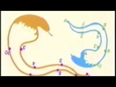 Nick Jr. Bumper- Snakes (1996)
