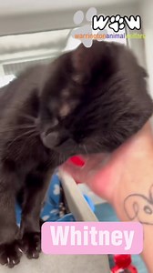 💗🐱 Whitney 🐱💗 🎶 “I will always love you” I just searching for that special person that will always love me too! 🫶🏻🎶 I’m just 1 year old and I have have been here at WAW for quite some time now and I just imagine how it will feel the day that my special human takes me home, I get excited and spend lots of my days dreaming about this and having lots of cuddles and playing and then more cuddles and cat naps in the sunshine ……. It has to be my time soon 🫶🏻 Im such a delightful lady, I’m fr