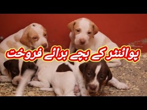 English Pointer Dog Puppies Available For Sale In Pakistan | Imported Dog |