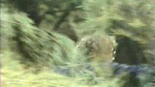 Birds of prey 1973 tr