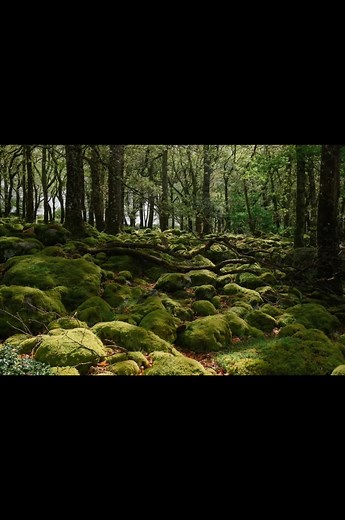 Wolfwalkers: A Journey of Discovery with Robyn
