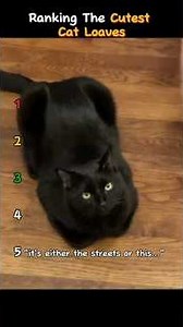 Ranking the cutest cat loaves 🍞