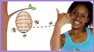 KS1 Dance: Let's Move. Minibeasts