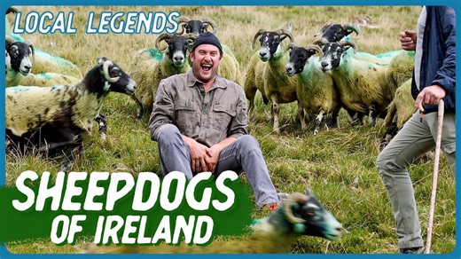 Herding sheep efficiently with a skilled sheepdog in Ireland