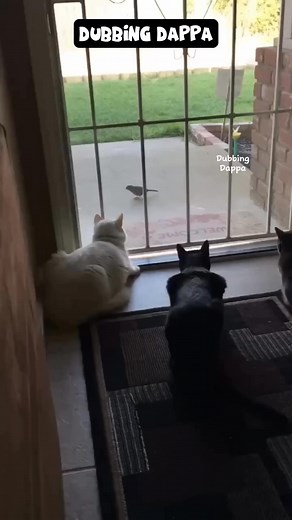 1.9M views · 10K reactions | Kareees Plan 藍 #funny #reelsfbシ #dubbingdappa #dubbing #cat #dog #pets | Varunvignesh J | Facebook