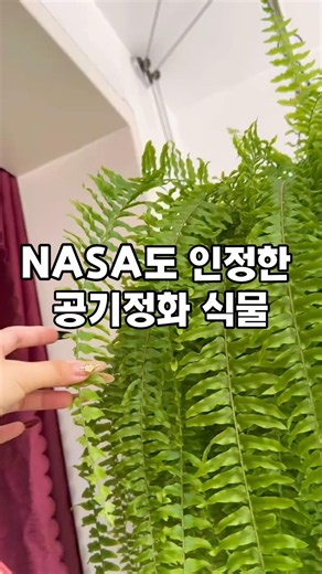 ⭐NASA가 인정한 공기정화식물 아레카야자! 실내 공기정화부터 습도 유지까지 직접 키워본 후기