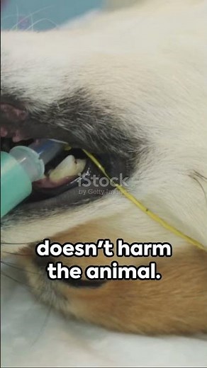 Mystery #50 How A Tranquilizer Works 💉