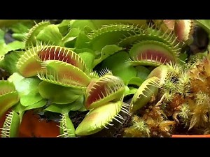 فيديو: انتبه.. نباتات تتغذى على اللحوم في كولومبيا