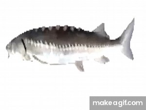 spinning fish on Make a GIF