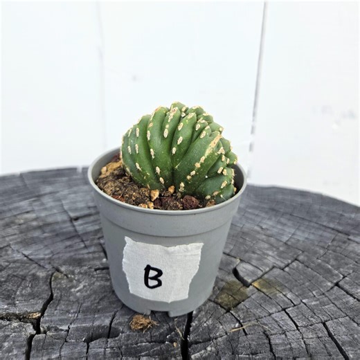 2" Potted Brain Cactus (echinopsis Subdenudata F. Cristata) | Crested Moon Cactus | Rare Succulent - Etsy