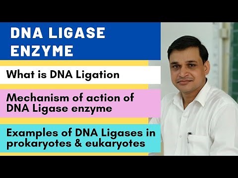 DNA ligase enzyme and it's mechanism of action | Examples of DNA ligases in prokaryotes & eukaryotes