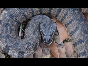 Snake with Triangle Shaped Head - Venomous? The Diamondbacked Water Snake