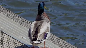 Zooming out from a mallard duck to view Allington Lock on the River Medway near Maidstone, Kent UK.