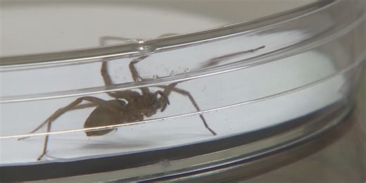 More homes infested with dangerous spiders due to Middle Tennessee weather